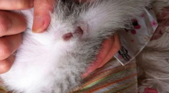 How to tell the sex of a cat