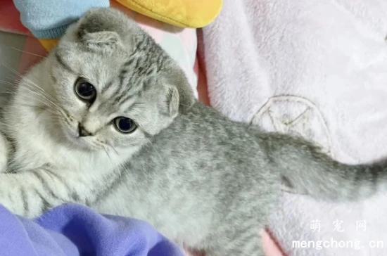 The 6 least smelly cat breeds: They can go months without a bath and still smell wonderful!