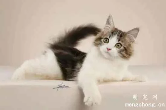 Why are cats so affectionate towards people? How can I maintain a close relationship with my cat?