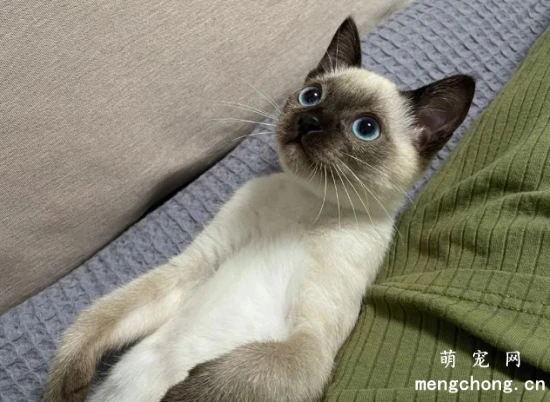 The 6 least smelly cat breeds: They can go months without a bath and still smell wonderful!