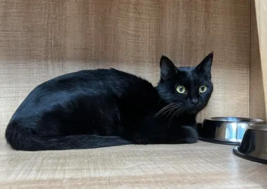 What should I name my black cat?