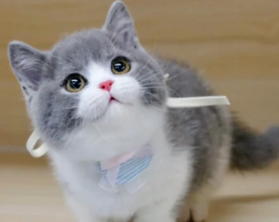 How to cope with the most difficult months of raising a cat?