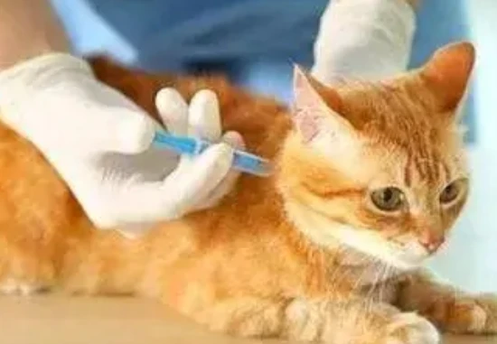 Can a 2-month-old kitten receive vaccines?