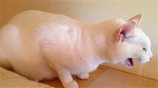 Four methods to quickly induce vomiting in cats