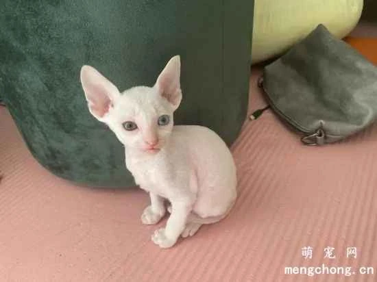 Origin and history of the Canadian Sphynx cat