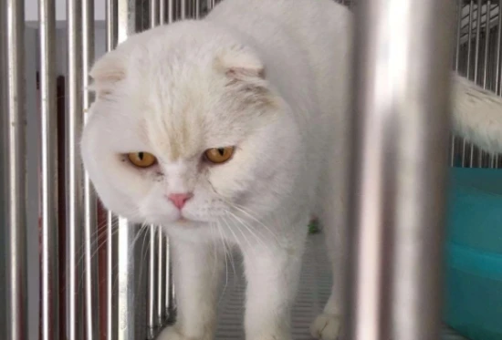 Why do cats in heat meow so pitifully?