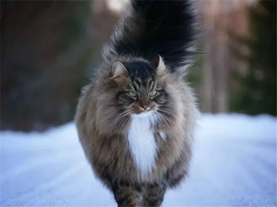 What breed of cat is very domineering?