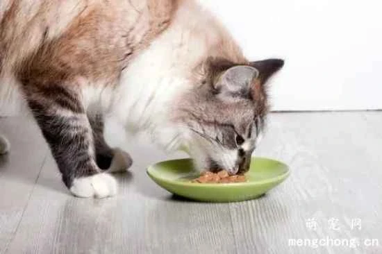 What should I do if my cat refuses to eat in the summer?