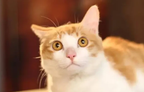 Why are cats more popular than dogs?