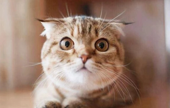 Six common reasons why cats vomit, and it's not just about overeating.