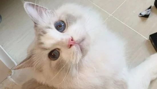 Flowers suitable for cat-owning families