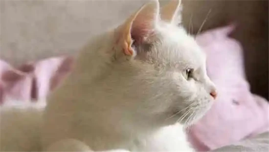 What does it mean when a woman dreams of a cat crawling into her arms?