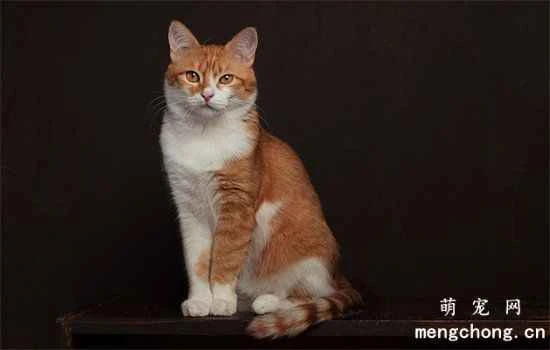 What behaviors from your cat owner might make your cat think you don't want it anymore?