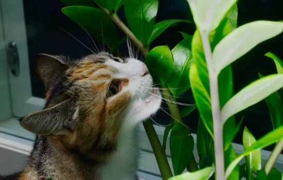 What plants and flowers are cats most afraid of?