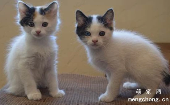 Symptoms and treatment of vitamin D deficiency in pet cats