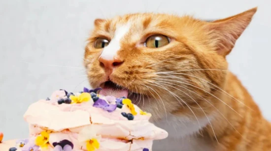 Why do some cats love sweets? Aren't they unable to taste sweetness?