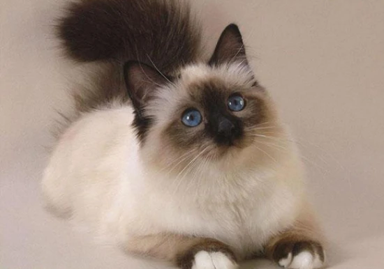 Himalayan cat personality traits