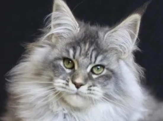 A comprehensive list of cat breeds suitable for families with children