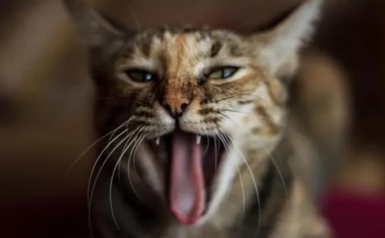 How to tell if a cat is male or female