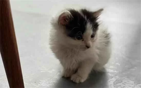 What care should be taken for kittens at different ages?
