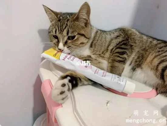 Some precautions for using hairball remedy on pet cats