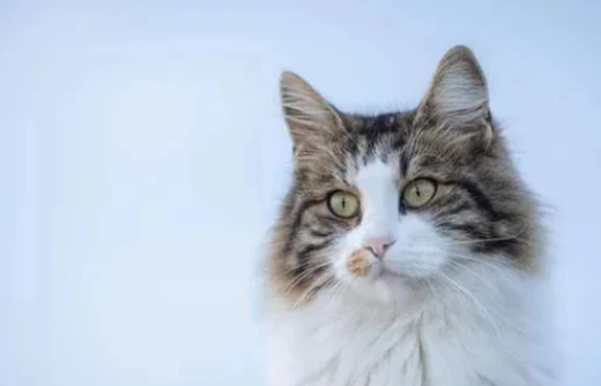 Why won't my cat let me touch it? Why does it always reject my attempts to pet it?