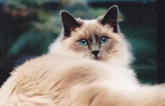 Are Javanese cats easy to care for?