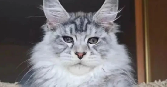 Incredibly accurate! Your cat reveals your true personality.