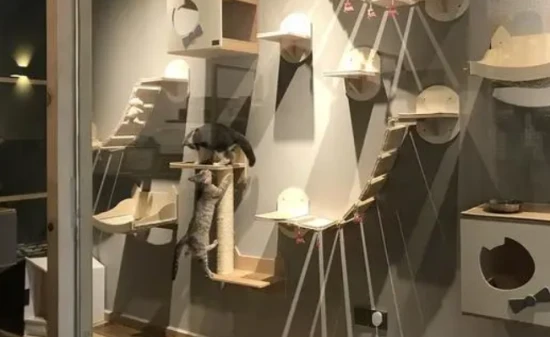 What's the difference between a backyard cattery and a cattery?