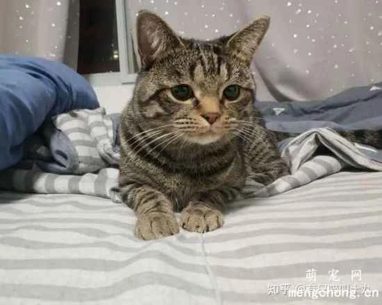 What is the personality of a tabby cat? They are highly dependent and loyal to their owners.