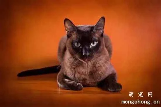 What color variations are there in Burmese cats? There are 10 breeds of Burmese cats.