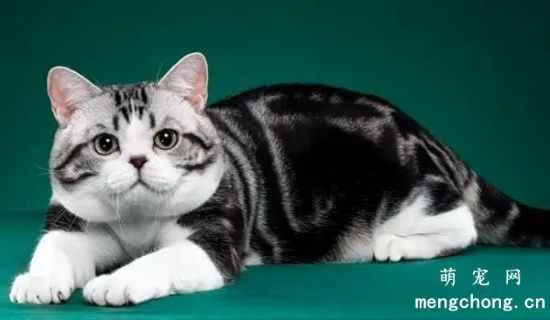Are American Shorthair cats easy to care for? Things to note when feeding an American Shorthair cat.