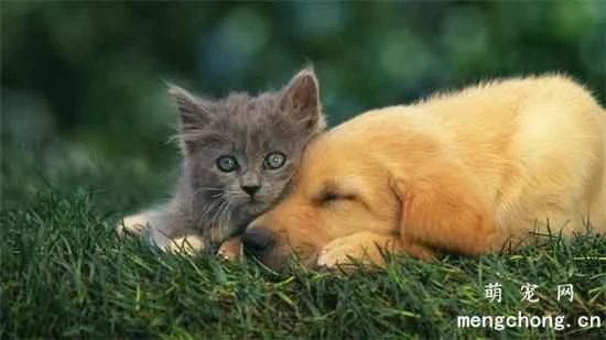 What are the natural enemies of cats? Are dogs the natural enemies of cats?