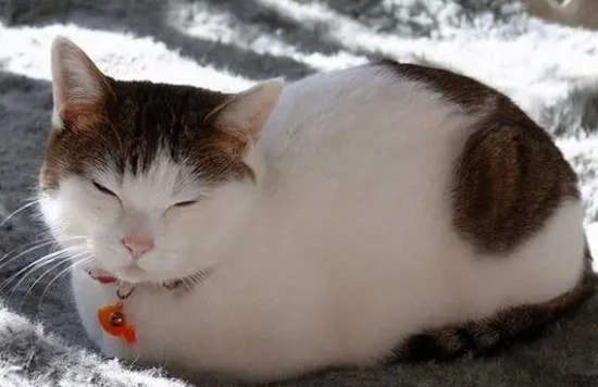 Seven things cats fear most