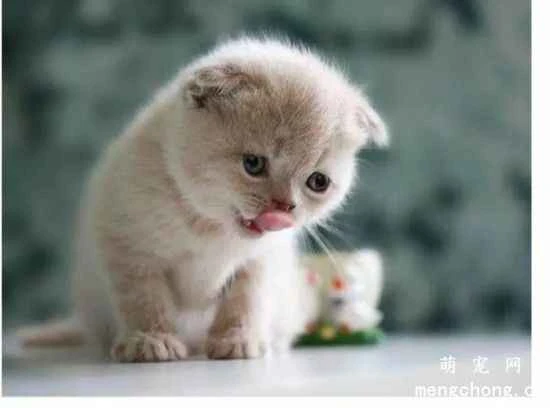 Why do cats like to hold parties in the evening?