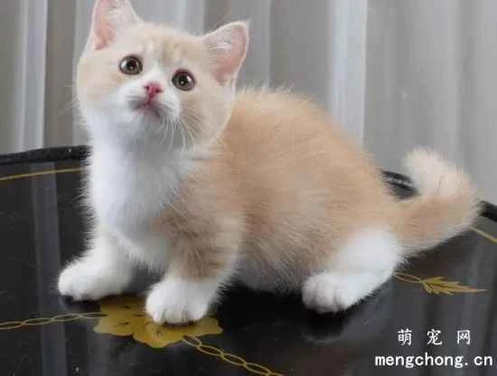 What is the purpose of a cat's tail? Try not to grab a cat's tail.