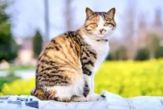 Do Chinese domestic cats have short legs?