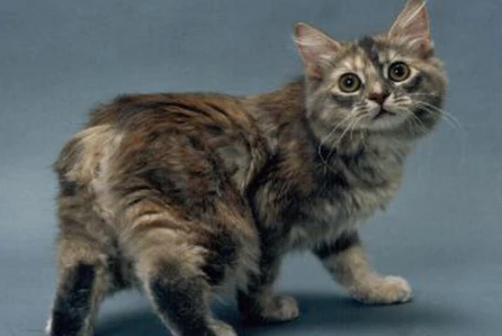 Why do Isle of Man cats not have tails?