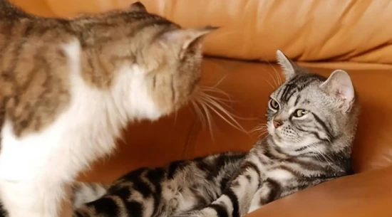 Zodiac signs that are not suitable for keeping cats