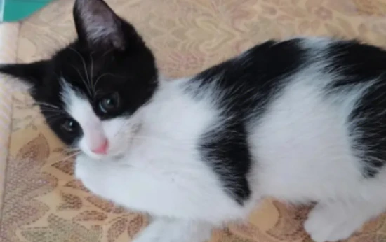 Is Giba cat a tuxedo cat?