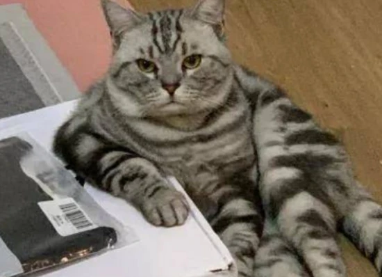 How to tell a cat that I am the boss