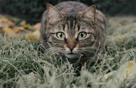 What could be causing black, coal-like residue around a cat's mouth?