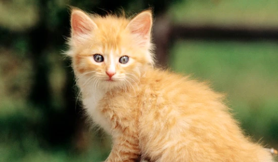 Do cats have feelings?