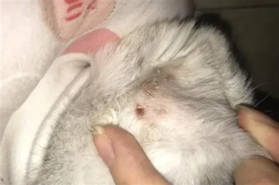 What to do if your cat has mites?