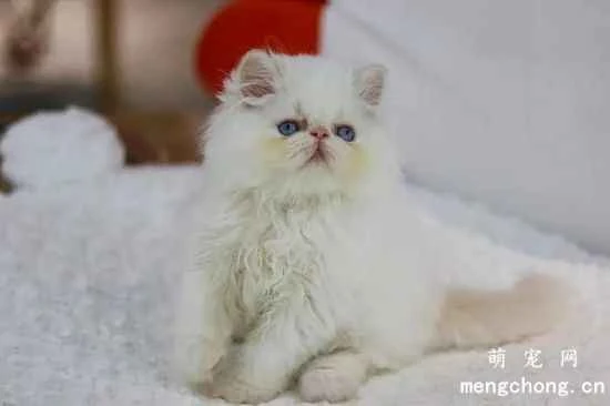 Correct methods and techniques for changing cat food