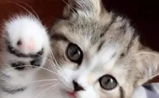 How to repel mosquitoes when raising a cat