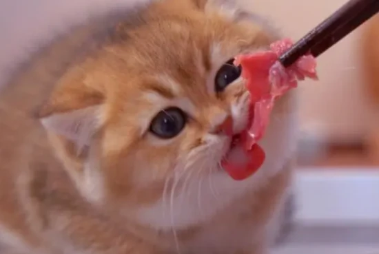 Can a 2-month-old cat eat meat?