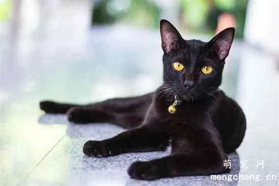 Are Bombay cats easy to care for? What are the personality traits of Bombay cats?