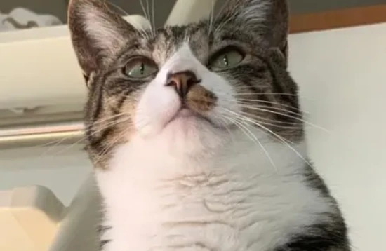 猫咪出现“蒜瓣毛”，就意味着把猫养的很好？真相是···