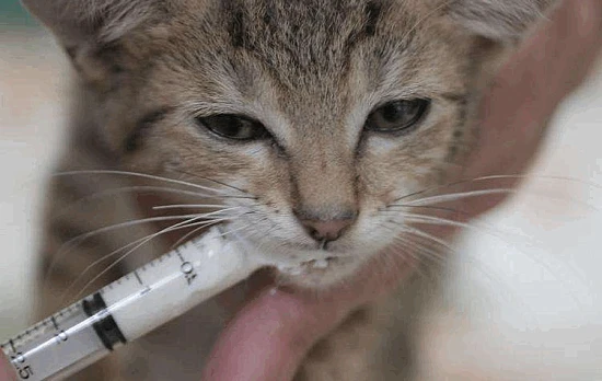 What to do if your cat won't take medicine that's too bitter?